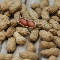 China abre mercado para amendoim do Brasil