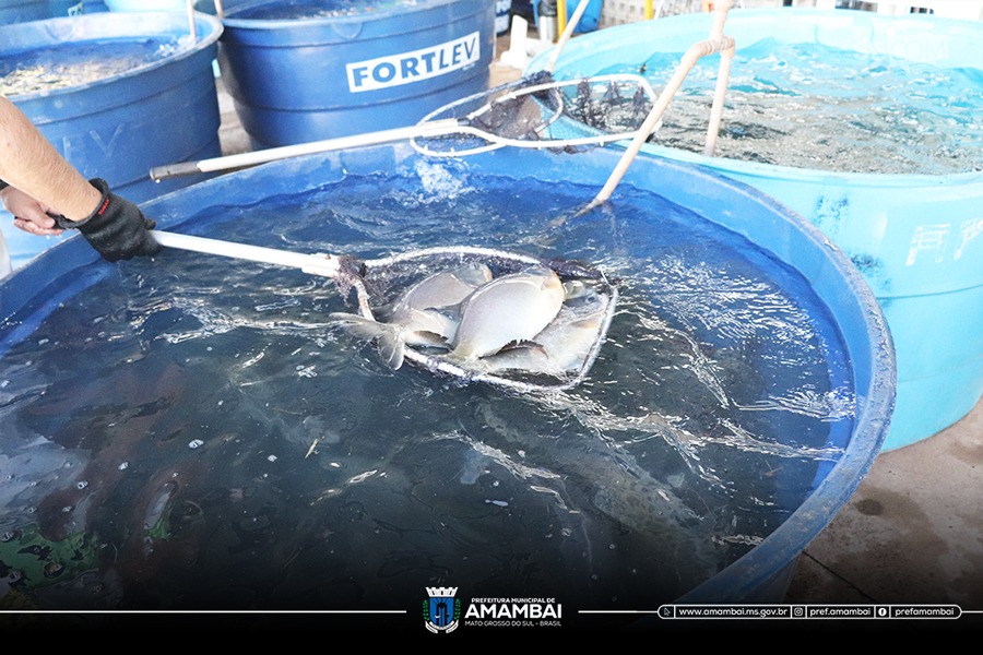 Prefeitura de Amambai e Associação de Piscicultores realizam abertura da 21ª Feira do Peixe Vivo