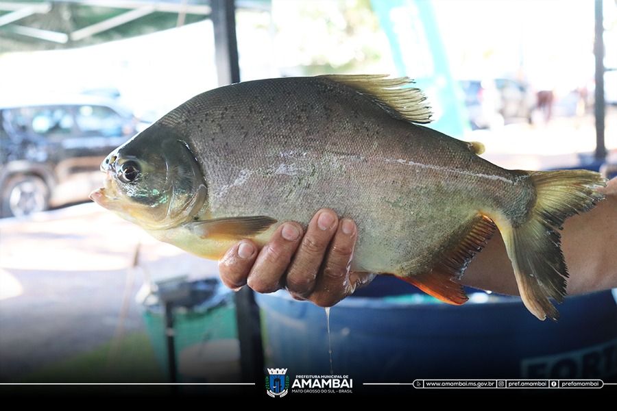 Prefeitura de Amambai e Associação de Piscicultores realizam abertura da 21ª Feira do Peixe Vivo