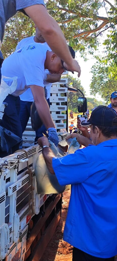 Prefeitura de Paranhos realizou a tradicional distribuição de peixes para a população