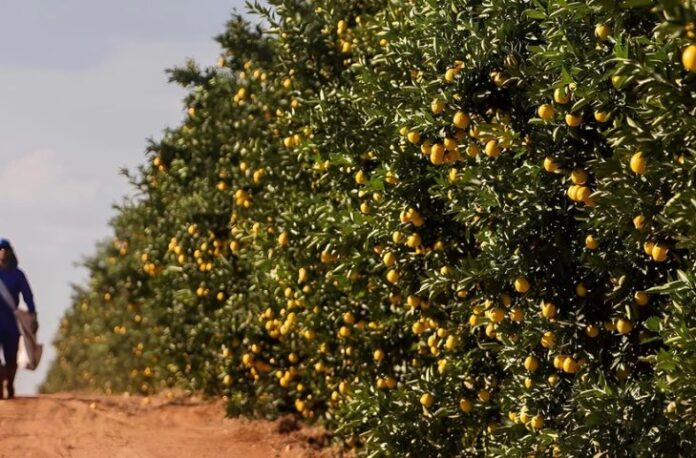Pomar-de-Laranja-730x480