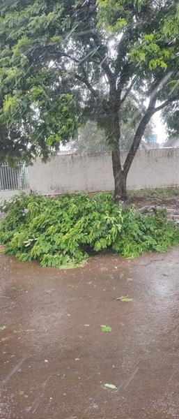 Temporal com vendaval e chuva forte derrubou várias árvores em Amambai