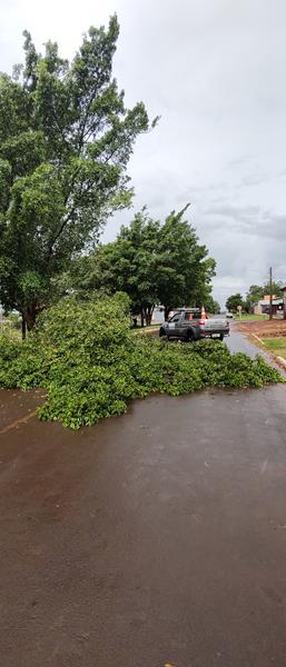 Temporal com vendaval e chuva forte derrubou várias árvores em Amambai