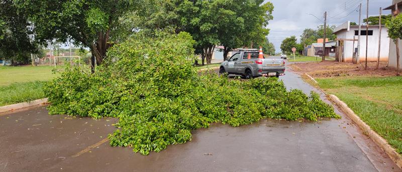 Temporal com vendaval e chuva forte derrubou várias árvores em Amambai