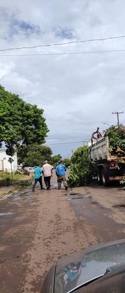 Temporal com vendaval e chuva forte derrubou várias árvores em Amambai