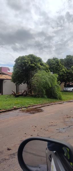 Temporal com vendaval e chuva forte derrubou várias árvores em Amambai