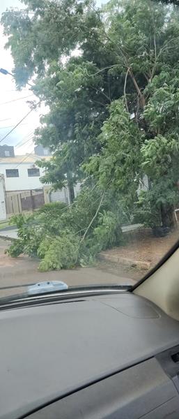 Temporal com vendaval e chuva forte derrubou várias árvores em Amambai