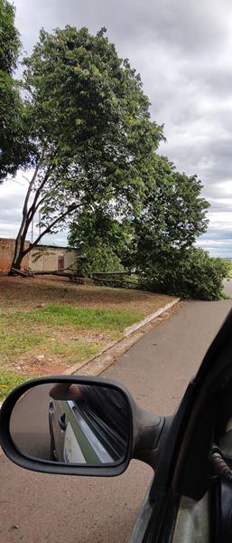 Temporal com vendaval e chuva forte derrubou várias árvores em Amambai