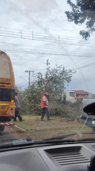 Temporal com vendaval e chuva forte derrubou várias árvores em Amambai