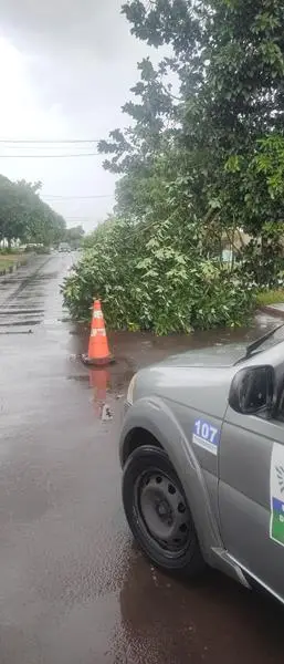 Temporal com vendaval e chuva forte derrubou várias árvores em Amambai