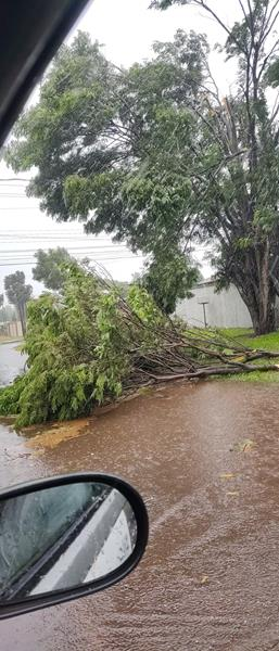 Temporal com vendaval e chuva forte derrubou várias árvores em Amambai