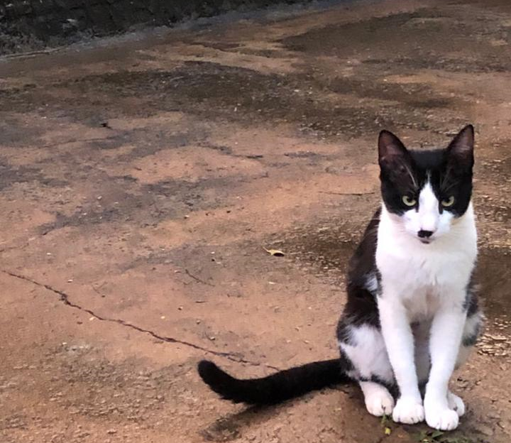 Procura-se Bigode, gato desaparecido em Amambai Procura-se Bigode, gato desaparecido em Amambai