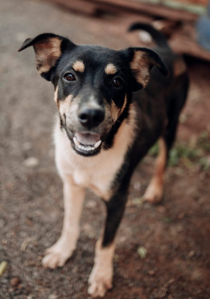 Procura-se cachorro desaparecido em Amambai