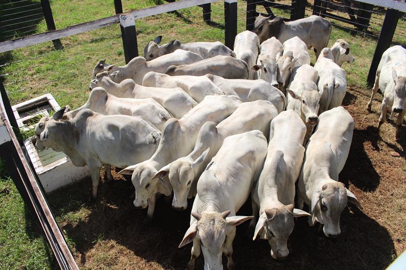 3º Leilão do Sindicato Rural de Amambai e Associados em fotos