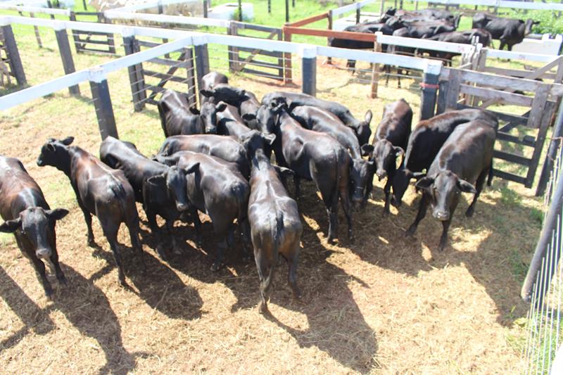 3º Leilão do Sindicato Rural de Amambai e Associados em fotos