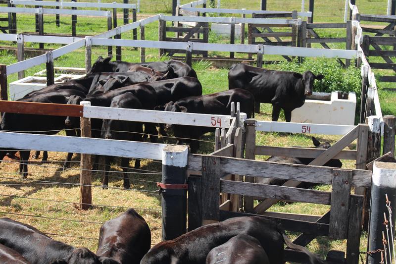 3º Leilão do Sindicato Rural de Amambai e Associados em fotos