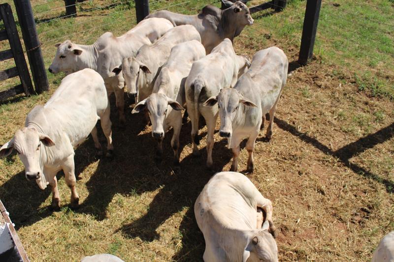 3º Leilão do Sindicato Rural de Amambai e Associados em fotos