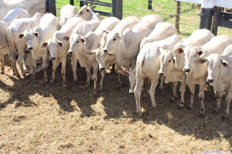 3º Leilão do Sindicato Rural de Amambai e Associados em fotos