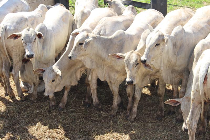 3º Leilão do Sindicato Rural de Amambai e Associados em fotos