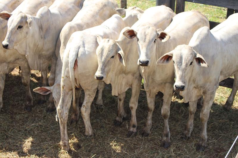 3º Leilão do Sindicato Rural de Amambai e Associados em fotos