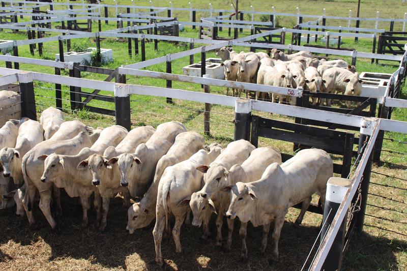 3º Leilão do Sindicato Rural de Amambai e Associados em fotos