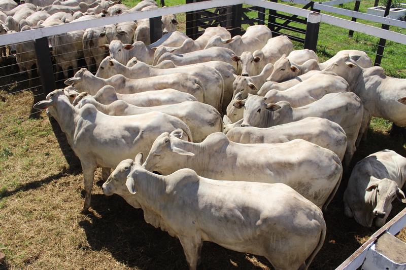 3º Leilão do Sindicato Rural de Amambai e Associados em fotos