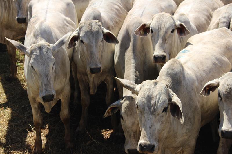 3º Leilão do Sindicato Rural de Amambai e Associados em fotos