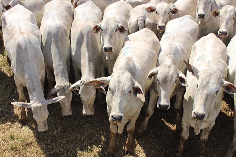 3º Leilão do Sindicato Rural de Amambai e Associados em fotos