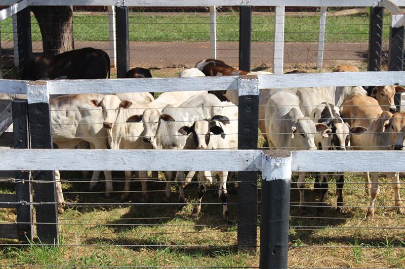 3º Leilão do Sindicato Rural de Amambai e Associados em fotos