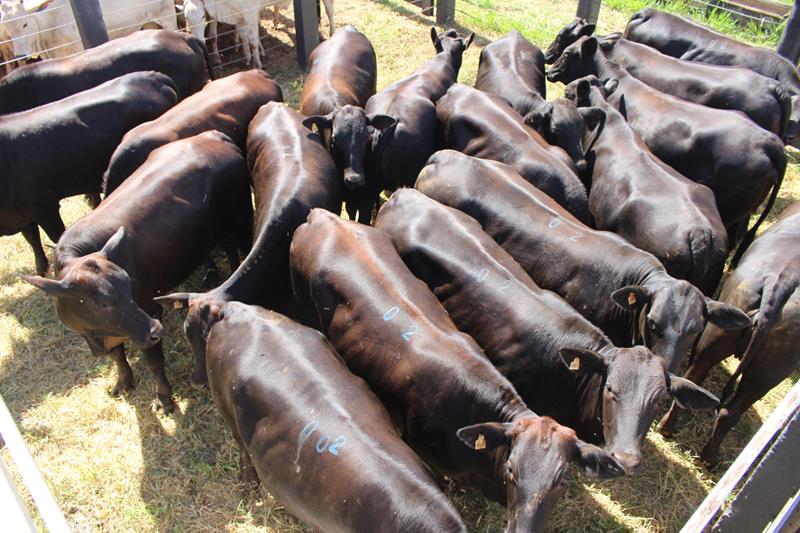 3º Leilão do Sindicato Rural de Amambai e Associados em fotos