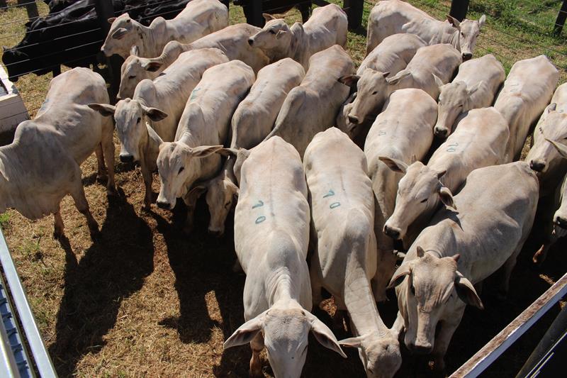 3º Leilão do Sindicato Rural de Amambai e Associados em fotos