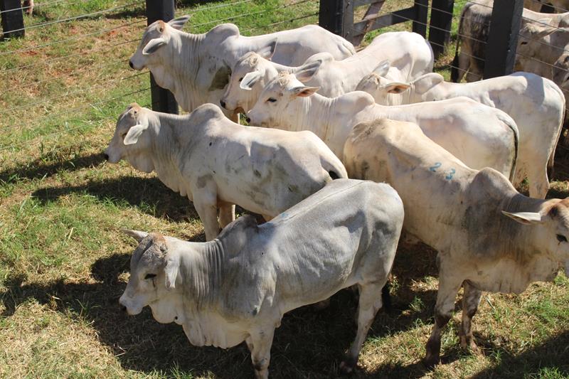 3º Leilão do Sindicato Rural de Amambai e Associados em fotos