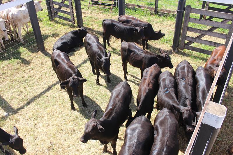 3º Leilão do Sindicato Rural de Amambai e Associados em fotos