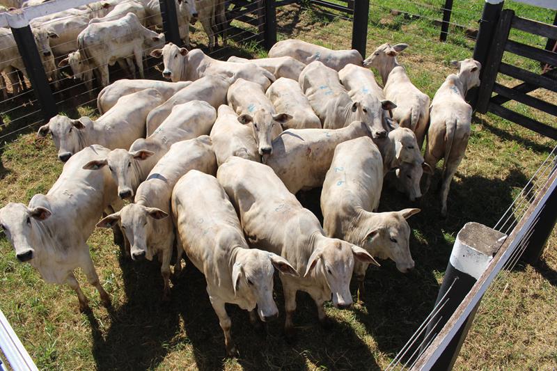 3º Leilão do Sindicato Rural de Amambai e Associados em fotos