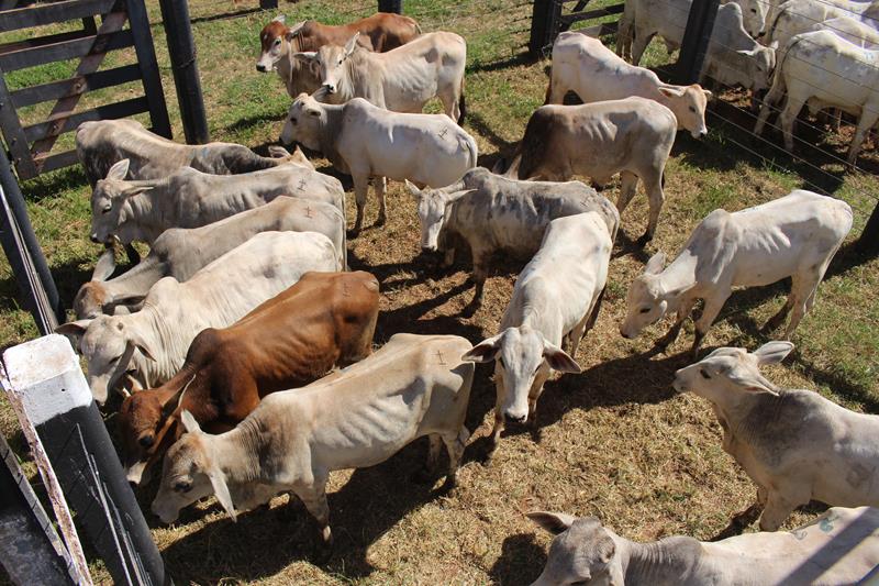 3º Leilão do Sindicato Rural de Amambai e Associados em fotos