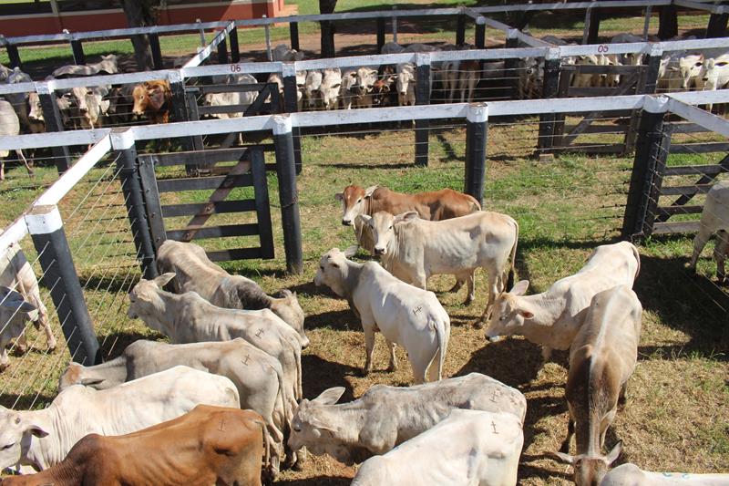 3º Leilão do Sindicato Rural de Amambai e Associados em fotos