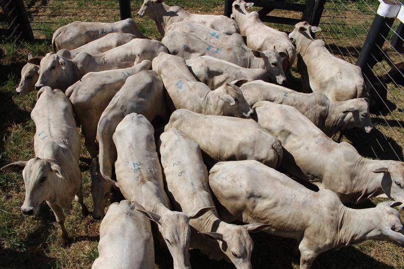 3º Leilão do Sindicato Rural de Amambai e Associados em fotos