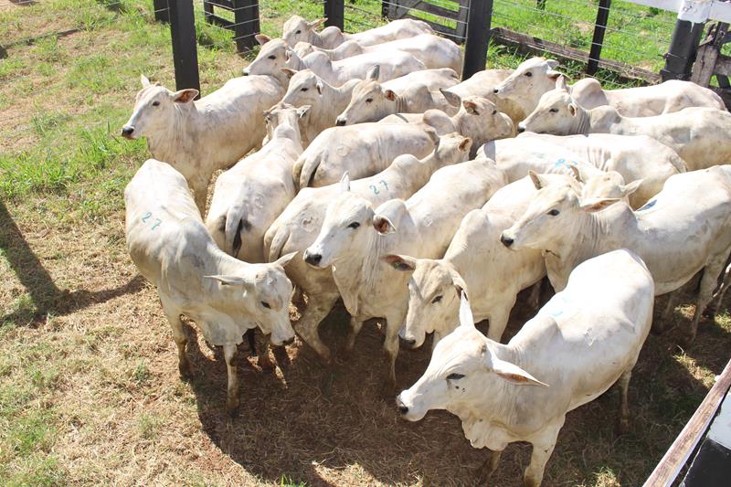 3º Leilão do Sindicato Rural de Amambai e Associados em fotos