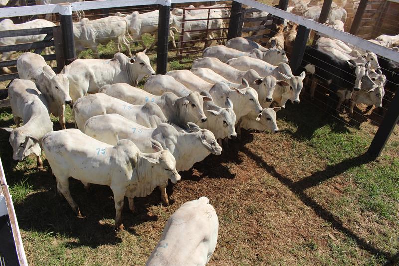 3º Leilão do Sindicato Rural de Amambai e Associados em fotos