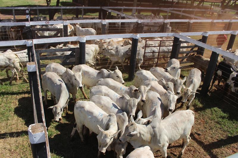 3º Leilão do Sindicato Rural de Amambai e Associados em fotos