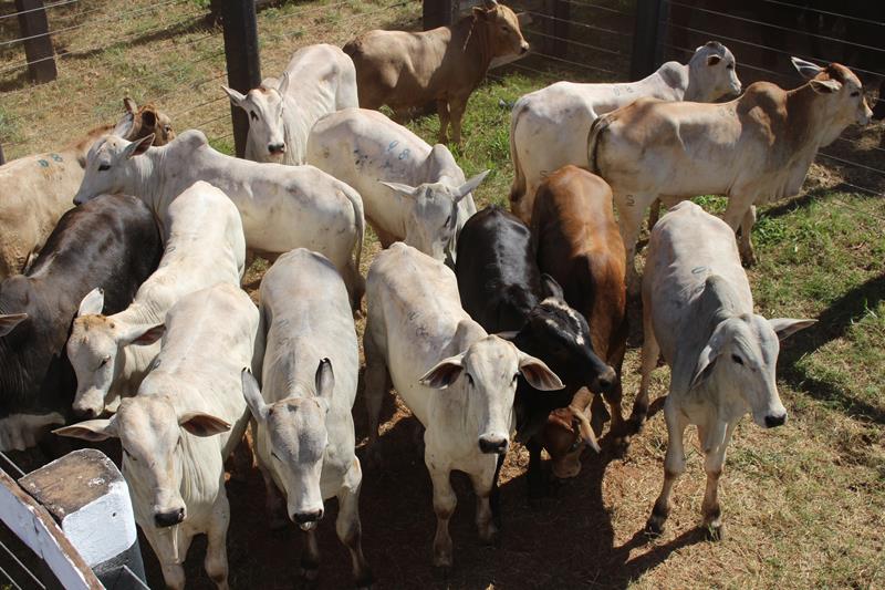 3º Leilão do Sindicato Rural de Amambai e Associados em fotos