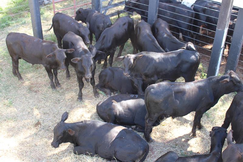 3º Leilão do Sindicato Rural de Amambai e Associados em fotos