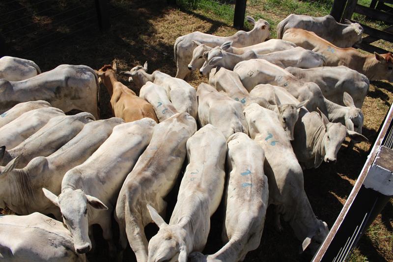 3º Leilão do Sindicato Rural de Amambai e Associados em fotos