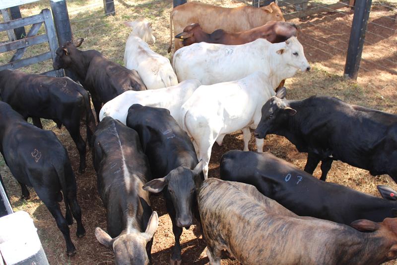 3º Leilão do Sindicato Rural de Amambai e Associados em fotos