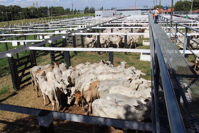 3º Leilão do Sindicato Rural de Amambai e Associados em fotos