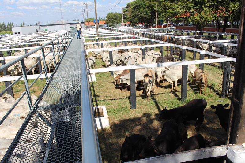 3º Leilão do Sindicato Rural de Amambai e Associados em fotos