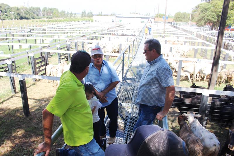 3º Leilão do Sindicato Rural de Amambai e Associados em fotos