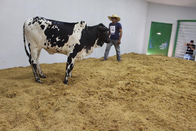 3º Leilão do Sindicato Rural de Amambai e Associados em fotos