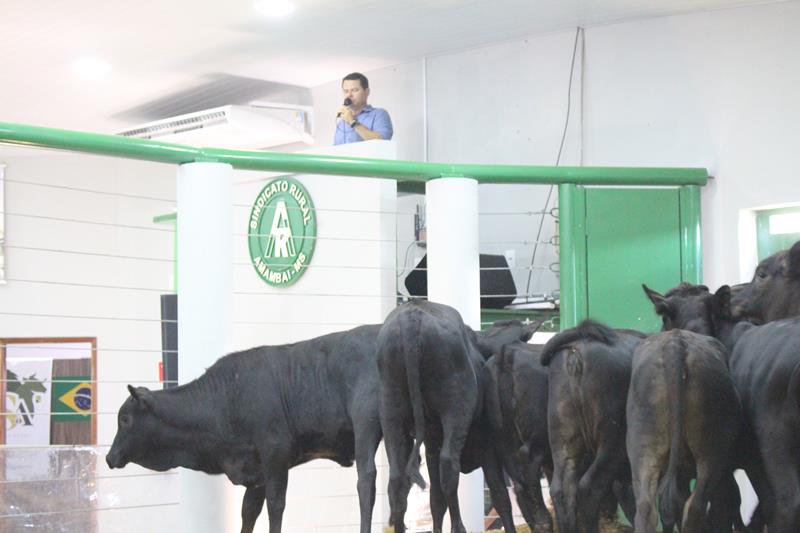 3º Leilão do Sindicato Rural de Amambai e Associados em fotos