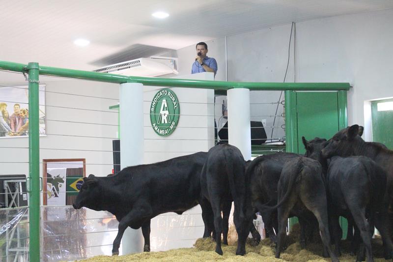 3º Leilão do Sindicato Rural de Amambai e Associados em fotos